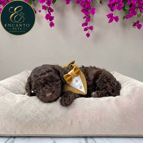 Cachorro FRENCH POODLE CHOCOLATE MINIATURA disponible - Imagen 3