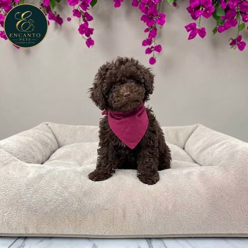 Cachorro FRENCH POODLE CHOCOLATE MINIATURA disponible - Imagen 6
