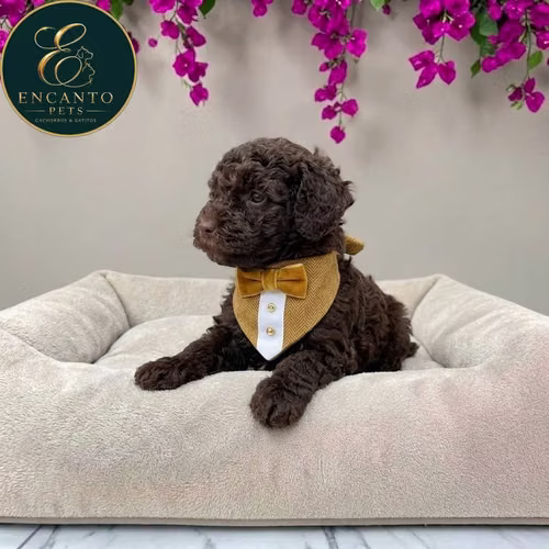 Cachorro FRENCH POODLE CHOCOLATE MINIATURA disponible