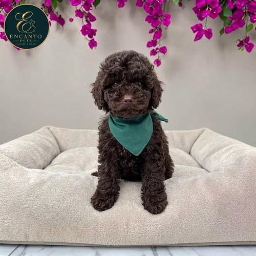 Cachorro FRENCH POODLE CHOCOLATE MINIATURA disponible - Imagen 4