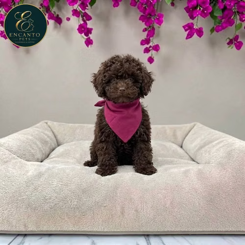Cachorro FRENCH POODLE CHOCOLATE MINIATURA disponible - Imagen 7