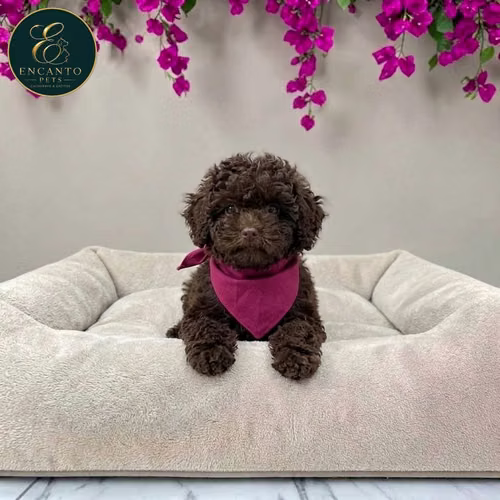 Cachorro FRENCH POODLE CHOCOLATE MINIATURA disponible - Imagen 9