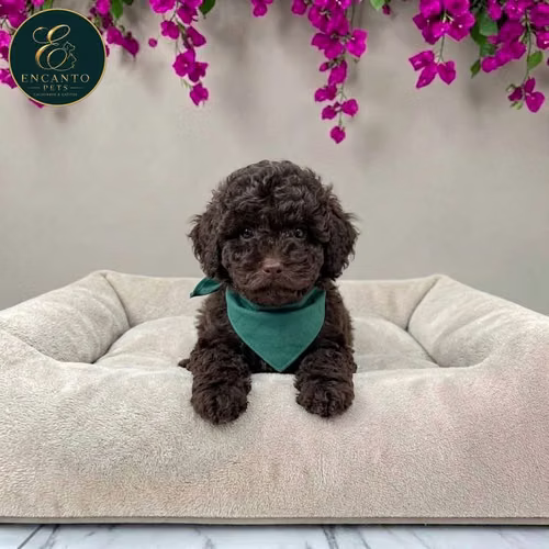 Cachorro FRENCH POODLE CHOCOLATE MINIATURA disponible - Imagen 10