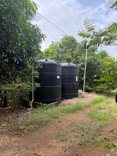 Finca Productiva de Mango en Venta en Turrubares el Llano | 62.281 m² con Ingresos Activos - Imagen 7