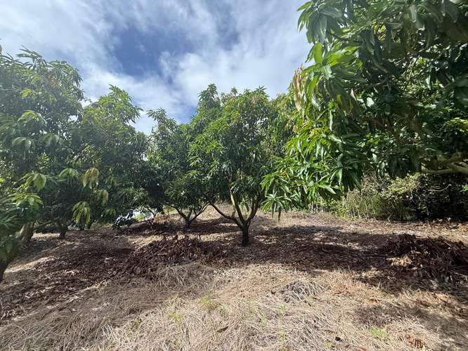Finca Productiva de Mango en Venta en Turrubares el Llano | 62.281 m² con Ingresos Activos - Imagen 11