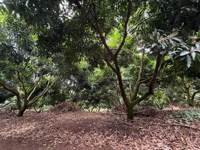 Finca Productiva de Mango en Venta en Turrubares el Llano | 62.281 m² con Ingresos Activos - Imagen 4