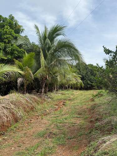 Finca Productiva de Mango en Venta en Turrubares el Llano | 62.281 m² con Ingresos Activos - Imagen 10