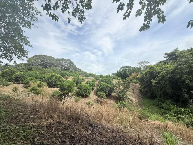 Finca Productiva de Mango en Venta en Turrubares el Llano | 62.281 m² con Ingresos Activos - Imagen 15