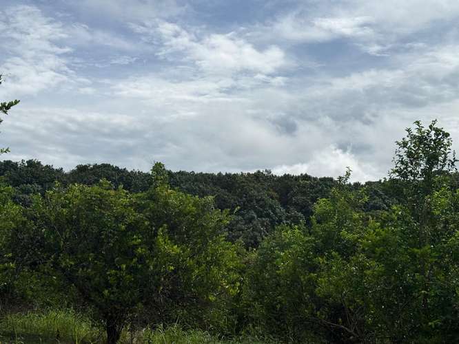 Finca Productiva de Mango en Venta en Turrubares el Llano | 62.281 m² con Ingresos Activos - Imagen 9