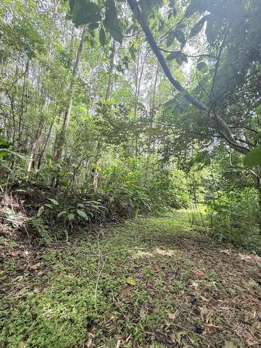 Finca Productiva de Mango en Venta en Turrubares el Llano | 62.281 m² con Ingresos Activos - Imagen 16