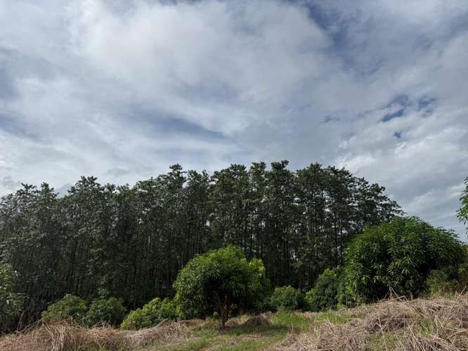 Finca Productiva de Mango en Venta en Turrubares el Llano | 62.281 m² con Ingresos Activos - Imagen 13