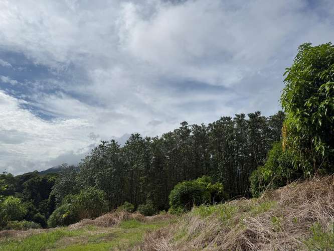 Finca Productiva de Mango en Venta en Turrubares el Llano | 62.281 m² con Ingresos Activos - Imagen 12