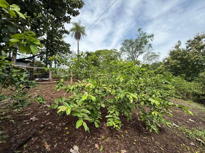 Finca Productiva de Mango en Venta en Turrubares el Llano | 62.281 m² con Ingresos Activos - Imagen 3