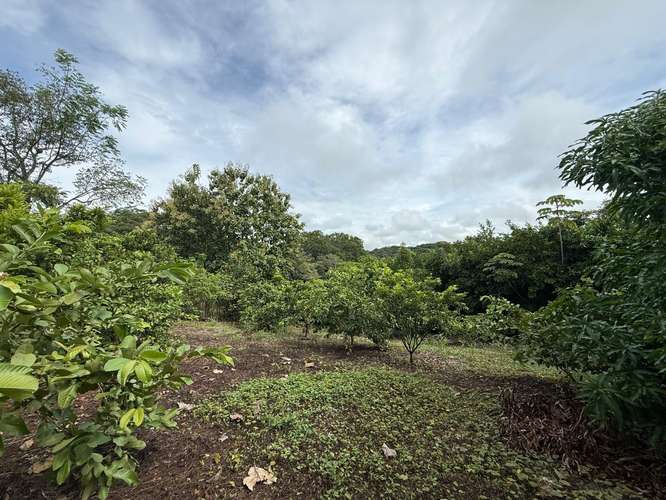 Finca Productiva de Mango en Venta en Turrubares el Llano | 62.281 m² con Ingresos Activos - Imagen 2