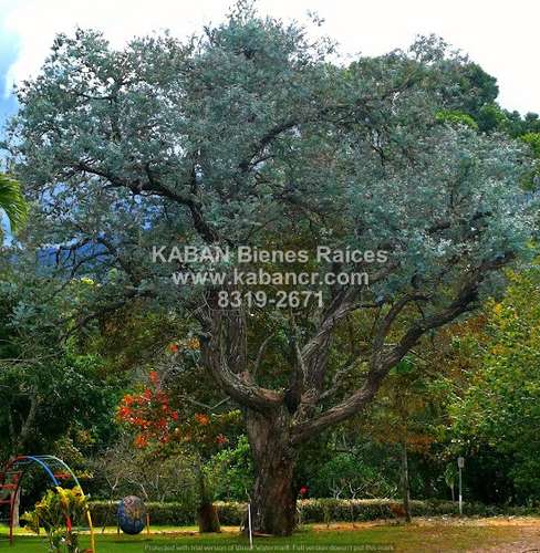 VENTA Finca de recreo con terreno plano, piscinas y casa en Corralillo, Cartago - Imagen 4