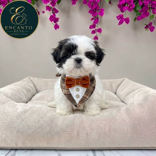 Cachorro MALTIPOO disponible