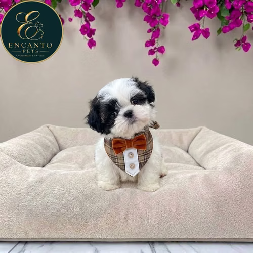 Cachorro MALTIPOO disponible - Imagen 3
