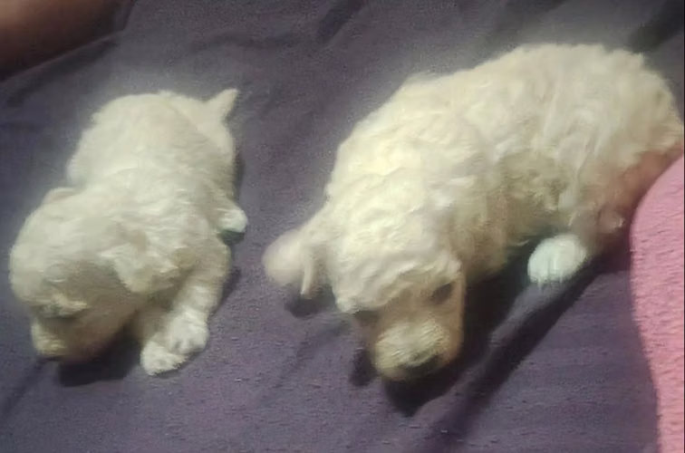 French poodle 