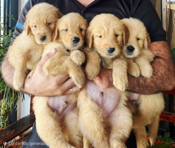 Cachorros Golden Retriever 