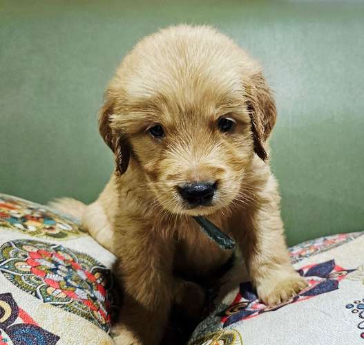 Cachorros Golden Retriever 