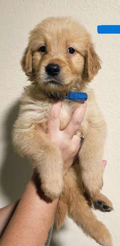 Cachorros Golden Retriever 