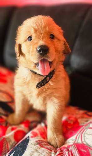 Cachorros Golden Retriever 