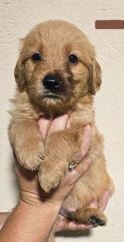 Cachorros Golden Retriever 