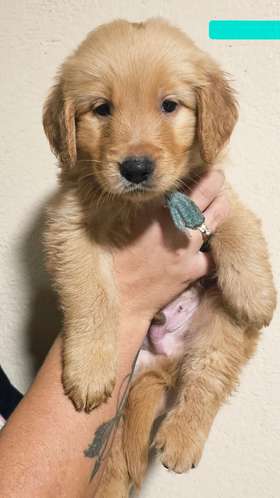 Cachorros Golden Retriever 