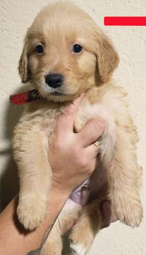 Cachorros Golden Retriever 