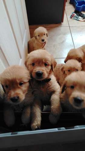 Cachorros Golden Retriever 