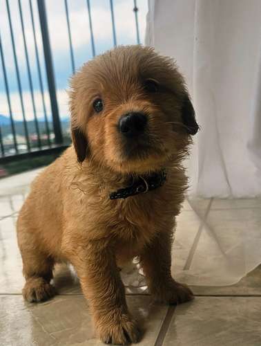 Cachorros Golden Retriever 
