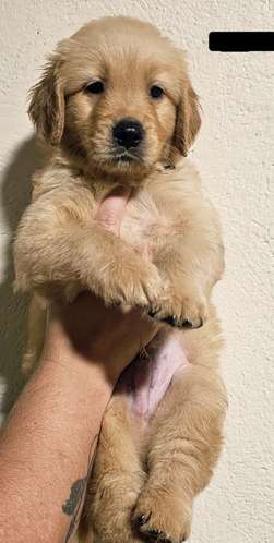 Cachorros Golden Retriever 