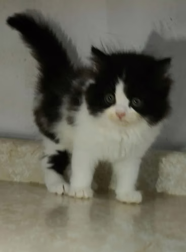 PERSA BICOLOR MOCASÍN (macho) - Imagen 3