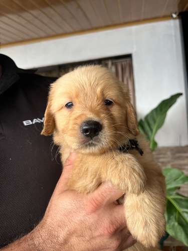 Golden Retriever 