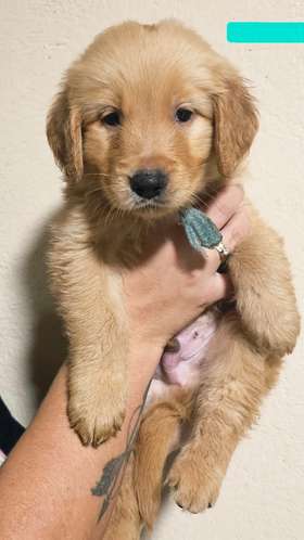 Golden Retriever 