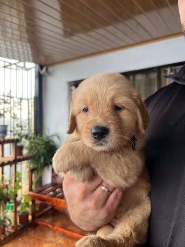 Golden Retriever 