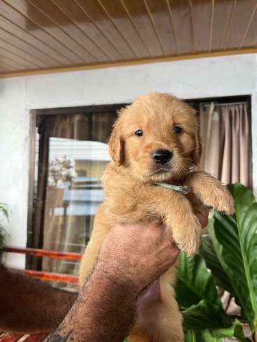 Golden Retriever 