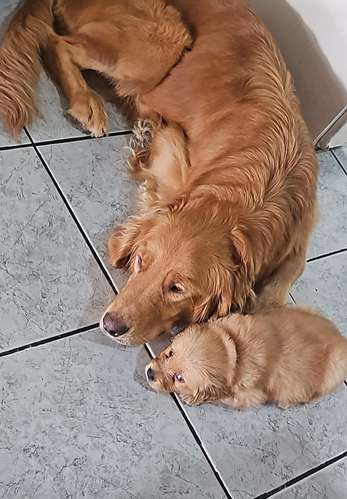 Golden Retriever 