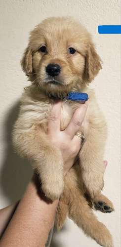 Golden Retriever 