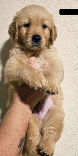 Golden Retriever 