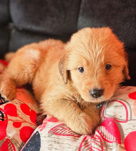 Golden Retriever 