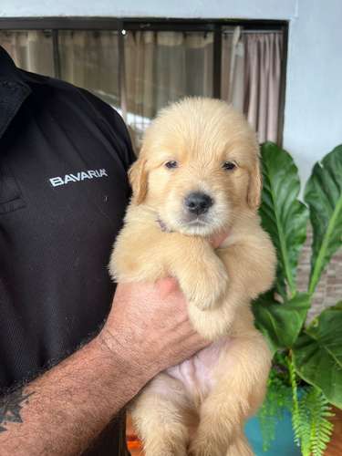 Golden Retriever 