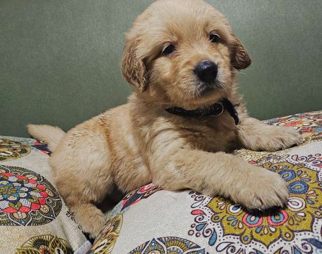 Golden Retriever 