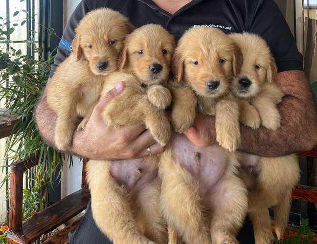 Golden Retriever 
