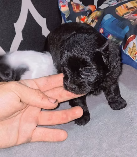 French Poodle Tacita