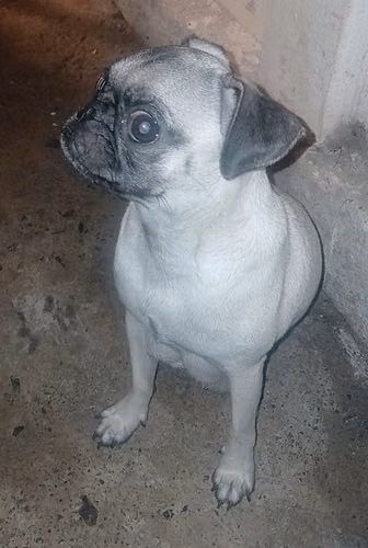 perro pug - Imagen 1