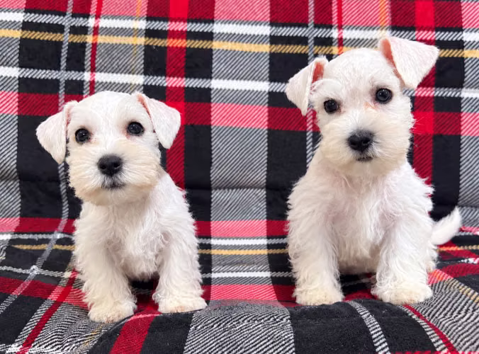 Schnauzer mini enano patita corta MACHO