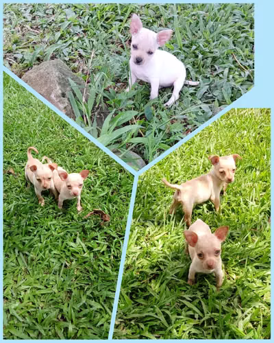 Chihuahuas  - Imagen 1