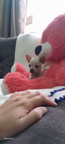 Chihuahuas 