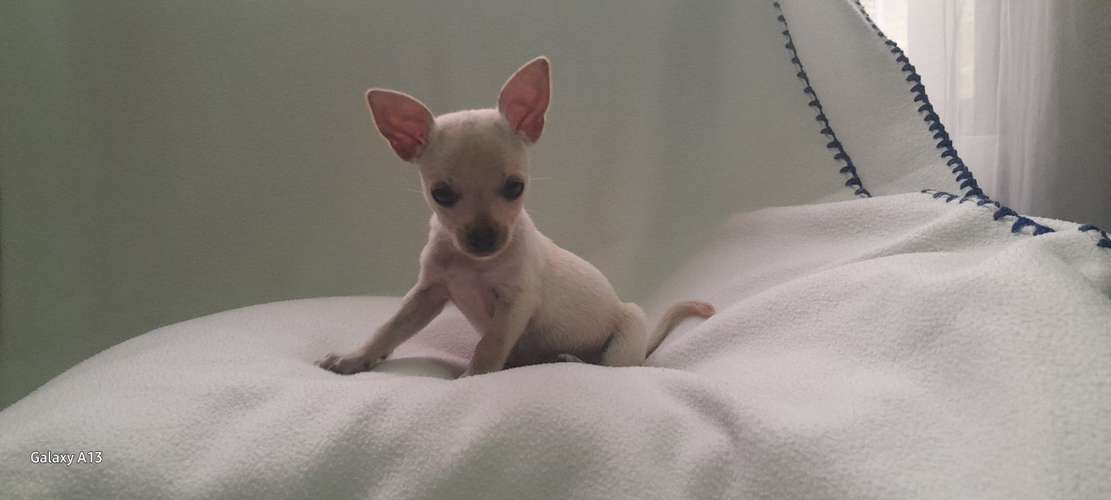 Chihuahuas 